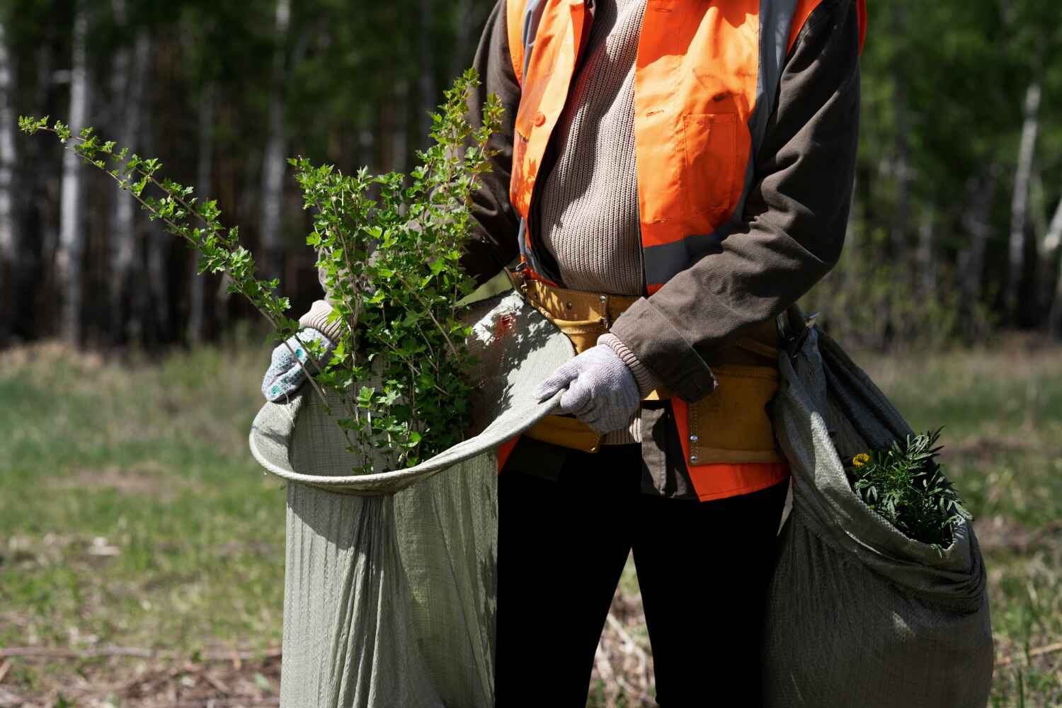 The Steps Involved in Our Tree Care Process in Edinburg, TX